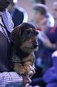 Crufts_dachshunds 763